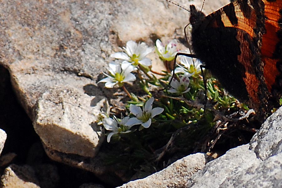Fiore Lagazuoi da id.